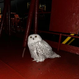 Мондрагон#666