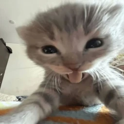 miau