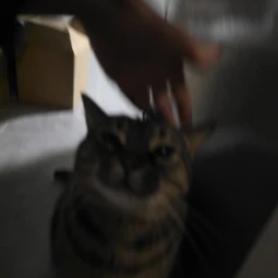 mx