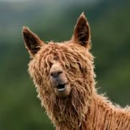 the_alpacas