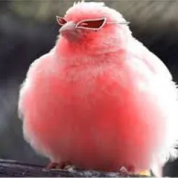 Mingo