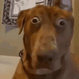 Macarena?