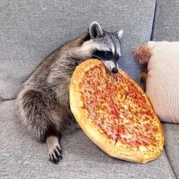Raccoon Raiders