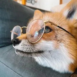 FoxFox