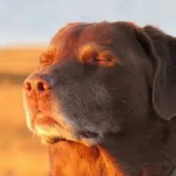 mir