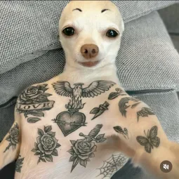 Fly T