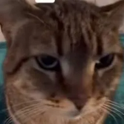 jor