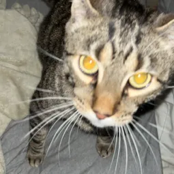Boodha
