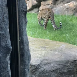 ray