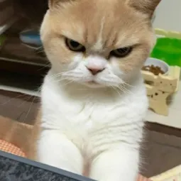 cat :D