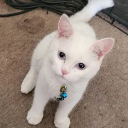 MoonCat