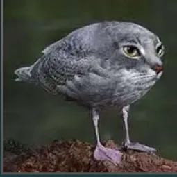Dzzitek