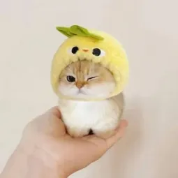 Axy