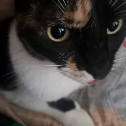 Lindo