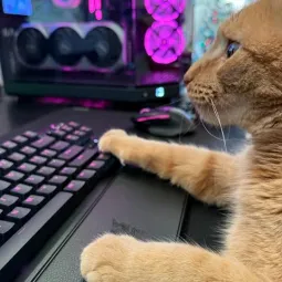 Stray