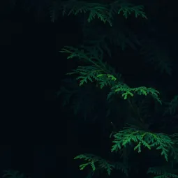 Kas