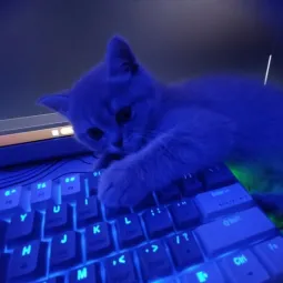 Kokiqi