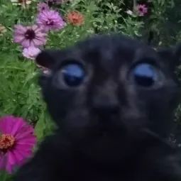 Femboy kitten