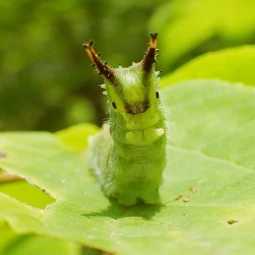 Pupa