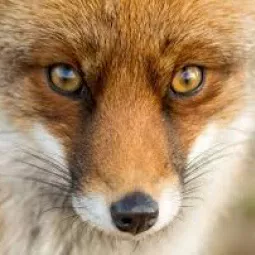 Whiskers