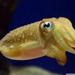 cuttlefish__11