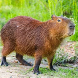 Capivara